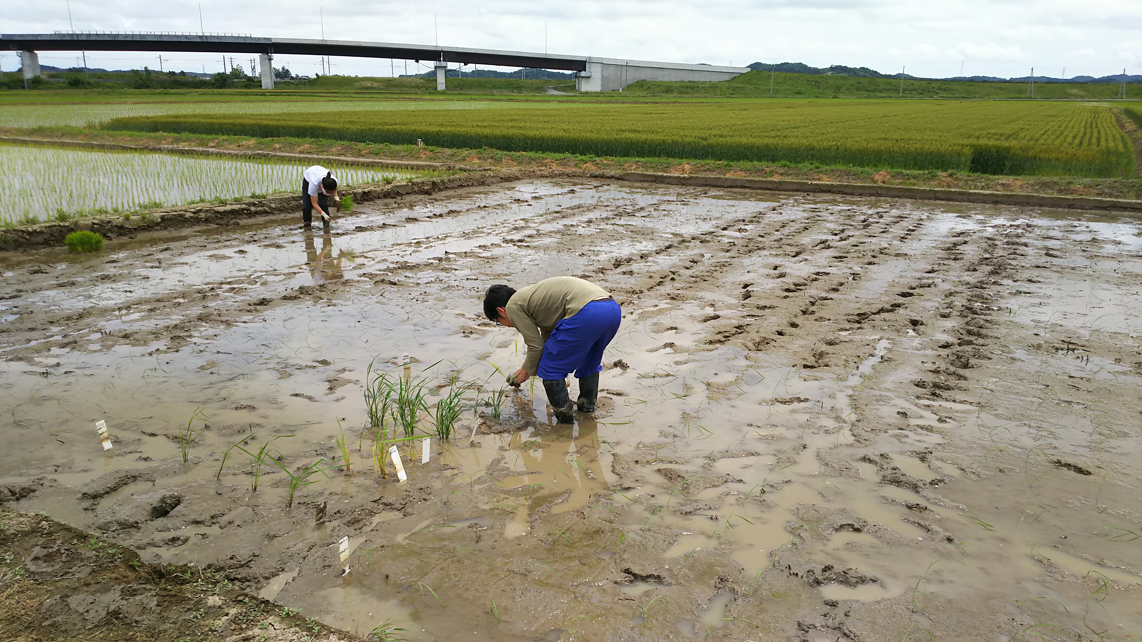 温室でのイネの観察